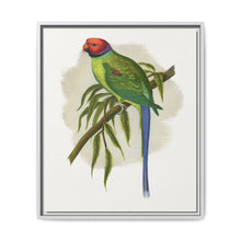 Blossom-Headed Parrakeet (Psittacula roseata) colored wood-engraved plate by Alexander Francis Lydon. - NOMADEN ART GALLERY
