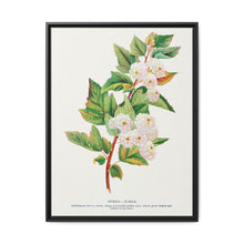 Spirea Aurea flowers lithograph. Digitally enhanced from our own original 1900 edition plates of Botanical Specimen published by Rochester Lithographing - NOMADEN ART GALLERY