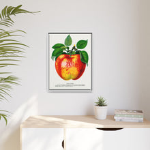 Wolf River Apple Lithograph | Vintage Botanical Wall Art Print