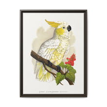 Lesser Lemon-Crested Cockatoo (Cacatua sulphurea) colored wood-engraved plate by Alexander Francis Lydon - NOMADEN ART GALLERY