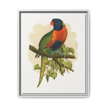 Blue Mountain Lory (Trichoglossus moluccanus) colored wood-engraved plate by Alexander Francis Lydon. - NOMADEN ART GALLERY