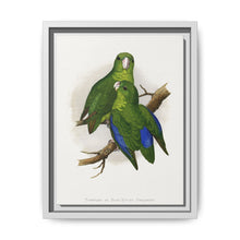 Passerine or Blue-winged Parrakeet (Psittacula columboides) colored wood-engraved plate by Alexander Francis Lydon - NOMADEN ART GALLERY