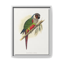 White-Eared Conure (Pyrrhura leucotis) colored wood-engraved plate by Alexander Francis Lydon - NOMADEN ART GALLERY