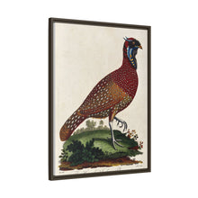 A horned Indian pheasant standing on the grass by J. Pass after J. E. Ihle.