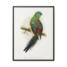 Blood or Red-Rumped Parrakeet (Psephotus haematonotus) colored wood-engraved plate by Alexander Francis Lydon - NOMADEN ART GALLERY