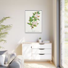 Spirea Aurea flowers lithograph. Digitally enhanced from our own original 1900 edition plates of Botanical Specimen published by Rochester Lithographing