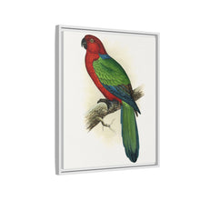 Red Shining Parrakeet (Prosopeia tabuensis) colored wood-engraved plate by Alexander Francis Lydon