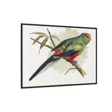 Many-Coloured Parrakeet (Psephotellus varius) colored wood-engraved plate by Alexander Francis Lydon