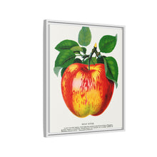 Wolf River Apple Lithograph | Vintage Botanical Wall Art Print