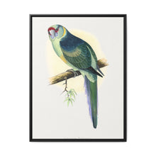 Barnard's Parrakeet (Barnardius barnardi) colored wood-engraved plate by Alexander Francis Lydon - NOMADEN ART GALLERY