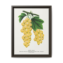White grape lithograph. Digitally enhanced from our own original 1900 edition plates of Botanical Specimen published by Rochester Lithographing - NOMADEN ART GALLERY