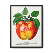 Wolf River apple lithograph. Digitally enhanced from our own original 1900 edition plates of Botanical Specimen published by Rochester Lithographing - NOMADEN ART GALLERY