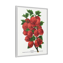 Industry Gooseberry lithograph. Digitally enhanced from our own original 1900 edition plates of Botanical Specimen published by Rochester Lithographing