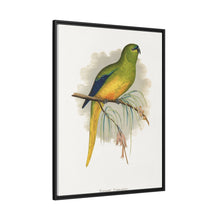 Elegant Parrakeet (Neophema elegans) colored wood-engraved plate by Alexander Francis Lydon
