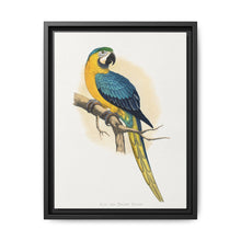 Blue and Yellow Macaw (Ara ararauna) colored wood-engraved plate by Alexander Francis Lydon - NOMADEN ART GALLERY