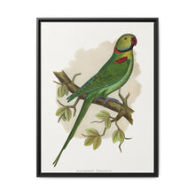 Alexandrine Parakeet (Psittacula eupatria) colored wood-engraved plate by Alexander Francis Lydon. - NOMADEN ART GALLERY