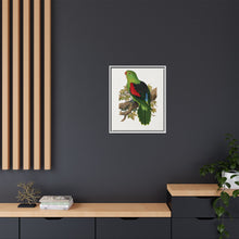 Red-winged parakeet (Aprosmictus erythropterus) colored wood-engraved plate by Alexander Francis Lydon