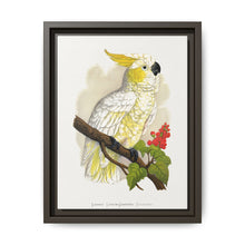 Lesser Lemon-Crested Cockatoo (Cacatua sulphurea) colored wood-engraved plate by Alexander Francis Lydon - NOMADEN ART GALLERY