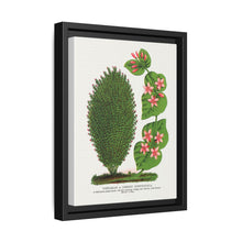Tartarian, Upright Honeysuckle bush lithograph. Digitally enhanced from our own original 1900 edition plates of Botanical Specimen published by Rochester Lithographing - NOMADEN ART GALLERY
