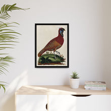 A horned Indian pheasant standing on the grass by J. Pass after J. E. Ihle.