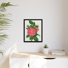 Pink rose, Salet Moss lithograph. Digitally enhanced from our own original 1900 edition plates of Botanical Specimen published by Rochester Lithographing