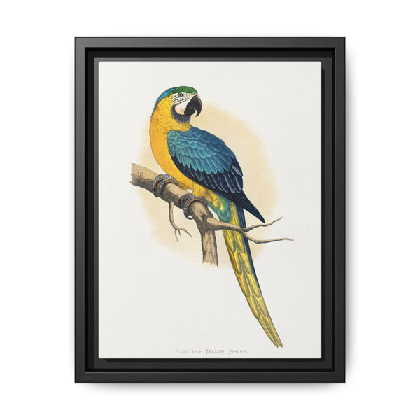 Blue and Yellow Macaw (Ara ararauna) colored wood-engraved plate by Alexander Francis Lydon - NOMADEN ART GALLERY
