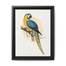Blue and Yellow Macaw (Ara ararauna) colored wood-engraved plate by Alexander Francis Lydon - NOMADEN ART GALLERY