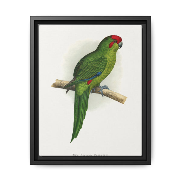 New Zealand Parrakeet (Cyanoramphus novaezelandiae) colored wood-engraved plate by Alexander Francis Lydon