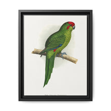 New Zealand Parrakeet (Cyanoramphus novaezelandiae) colored wood-engraved plate by Alexander Francis Lydon - NOMADEN ART GALLERY