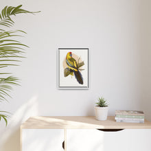 Lydon's Yellow-Rumped Parrakeet | Vintage Bird Wall Art Print