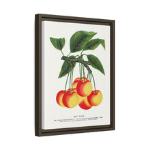 Gov Wood cherry lithograph. Digitally enhanced from our own original 1900 edition plates of Botanical Specimen published by Rochester Lithographing
