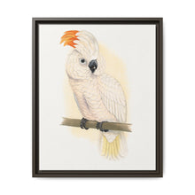 Great Salmon-Crested Cockatoo (CACATUA MOLUCCENSIS) colored wood-engraved plate by Alexander Francis Lydon. - NOMADEN ART GALLERY