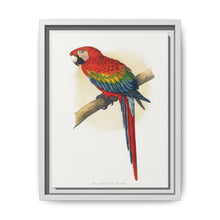 Red and Blue Macaw (Ara macao) colored wood-engraved plate by Alexander Francis Lydon - NOMADEN ART GALLERY