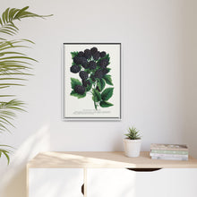 Wachusett Blackberry Lithograph | Vintage Botanical Wall Art