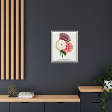 Double Althea in 3 colors lithograph. Digitally enhanced from our own original 1900 edition plates of Botanical Specimen published by Rochester Lithographing