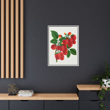Shaffer's Colossal Raspberry Lithograph (1900)