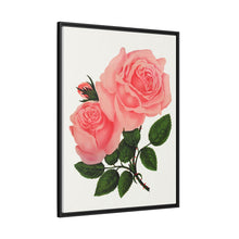 Pink Rose, La France Lithograph (1900)