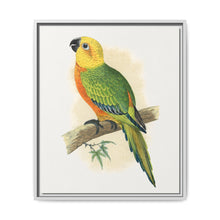 Jendaya Conure (Aratinga jandaya) colored wood-engraved plate by Alexander Francis Lydon. - NOMADEN ART GALLERY