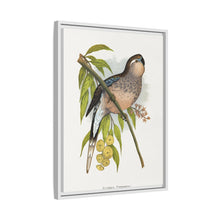 Bourke's Parrakeet (Neopsephotus bourkii) colored wood-engraved plate by Alexander Francis Lydon.