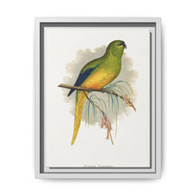 Elegant Parrakeet (Neophema elegans) colored wood-engraved plate by Alexander Francis Lydon - NOMADEN ART GALLERY