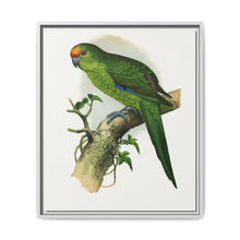Golden-Crowned Parrakeet (Cyanoramphus auriceps) colored wood-engraved plate by Alexander Francis Lydon - NOMADEN ART GALLERY