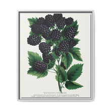 Wachusetts Thornless blackberry lithograph. Digitally enhanced from our own original 1900 edition plates of Botanical Specimen published by Rochester Lithographing - NOMADEN ART GALLERY