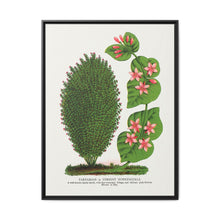 Tartarian, Upright Honeysuckle bush lithograph. Digitally enhanced from our own original 1900 edition plates of Botanical Specimen published by Rochester Lithographing - NOMADEN ART GALLERY