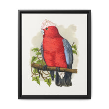 Rose-Breasted Cockatoo (Eolophus roseicapillus) colored wood-engraved plate by Alexander Francis Lydon. - NOMADEN ART GALLERY
