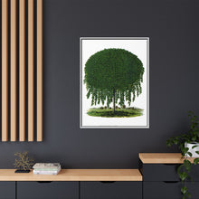 Kilmarnock Weeping Willow tree lithograph. Digitally enhanced from our own original 1900 edition plates of Botanical Specimen published by Rochester Lithographing