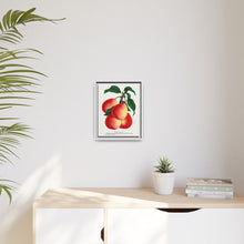 Vermont Beauty pear lithograph. Digitally enhanced from our own original 1900 edition plates of Botanical Specimen published by Rochester Lithographing