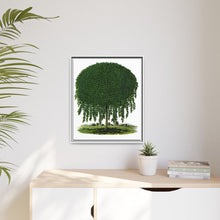 Kilmarnock Weeping Willow tree lithograph. Digitally enhanced from our own original 1900 edition plates of Botanical Specimen published by Rochester Lithographing