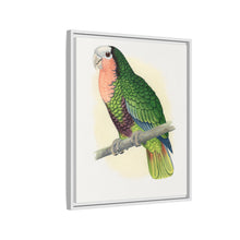 Red-Throated White-Fronted Amazon (Amazona leucocephala) colored wood-engraved plate by Alexander Francis Lydon.