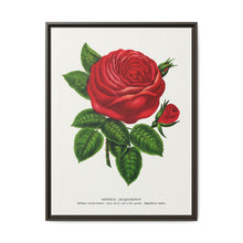 Red rose, General Jacquemont flower lithograph. Digitally enhanced from our own original 1900 edition plates of Botanical Specimen published by Rochester Lithographing - NOMADEN ART GALLERY