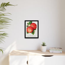 Duchess of Oldenburg apples lithograph from Botanical Specimen published by Rochester Lithographing